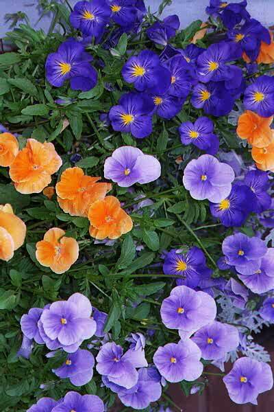 Pansies