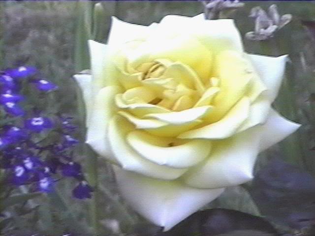 bigyellowrose