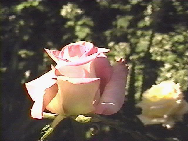 pinkrose