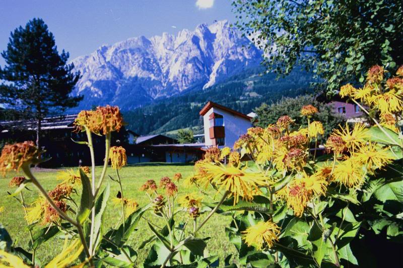 The view from the backyard