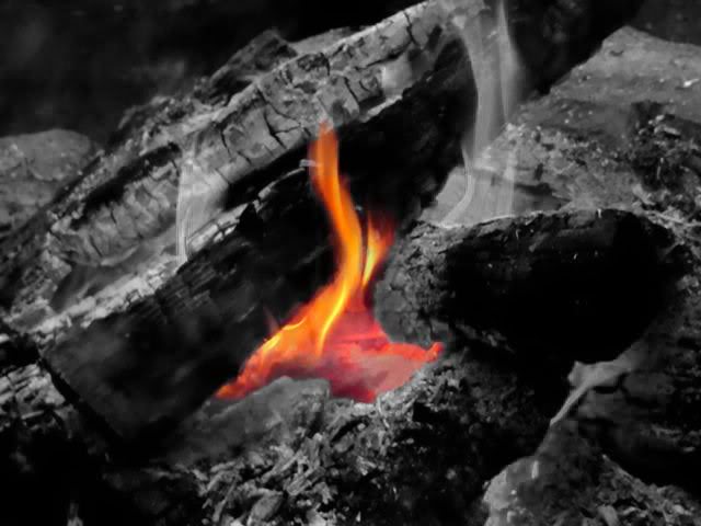 black white and orange