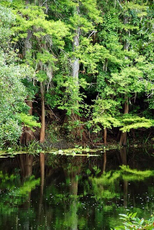 Cypress Green, Hillsborough River State Park