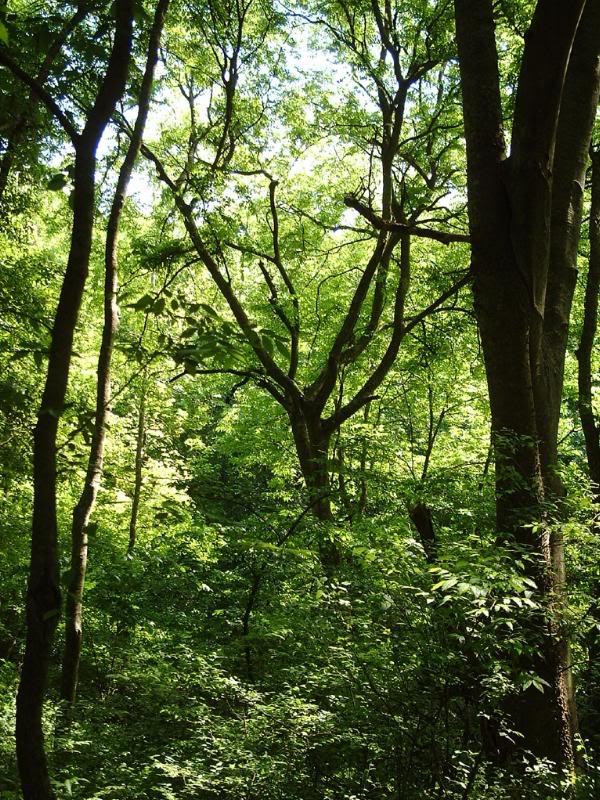 Forest Trees, Lakeland, Florida