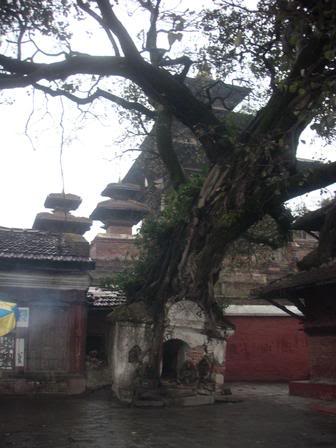 I am a tree on the house!!!