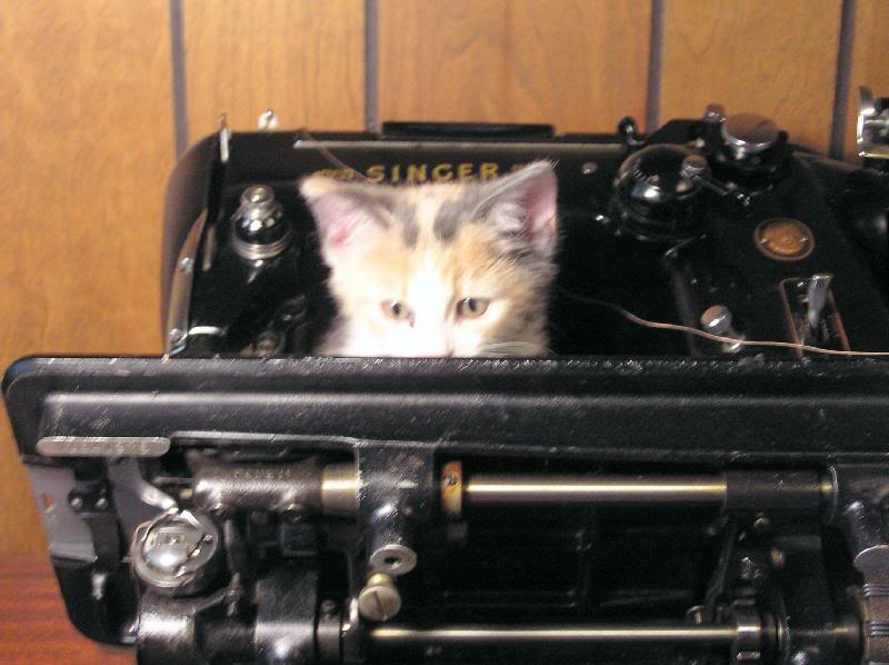 Find the Kitten Hidden in this Picture