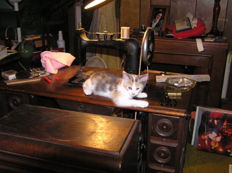 Phoebe and Domestic Fiddle-Bed