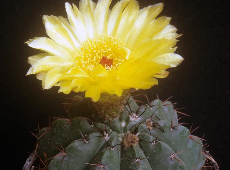 Notocactus acutus