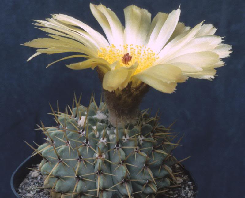 Notocactus buiningii