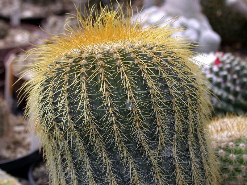 Notocactus claviceps