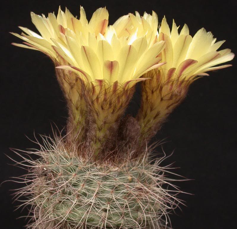 Notocactus concinnus