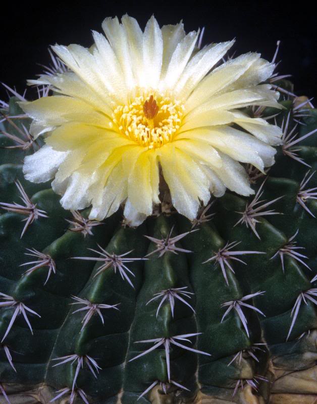 Notocactus erinaceus