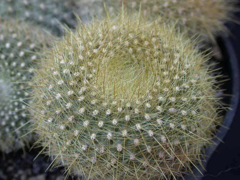 Notocactus graessneri