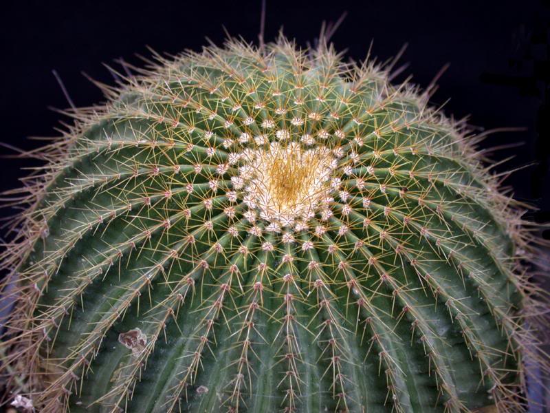 Notocactus grossei