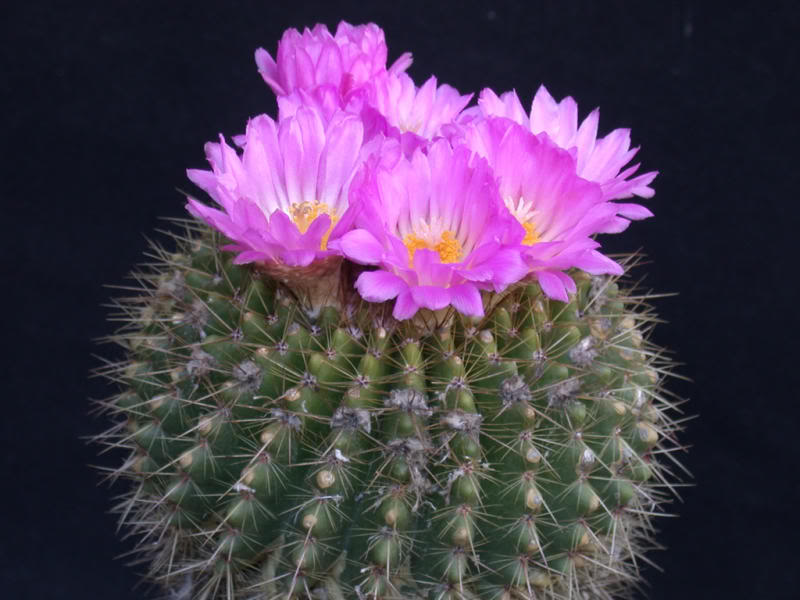 Notocactus herteri