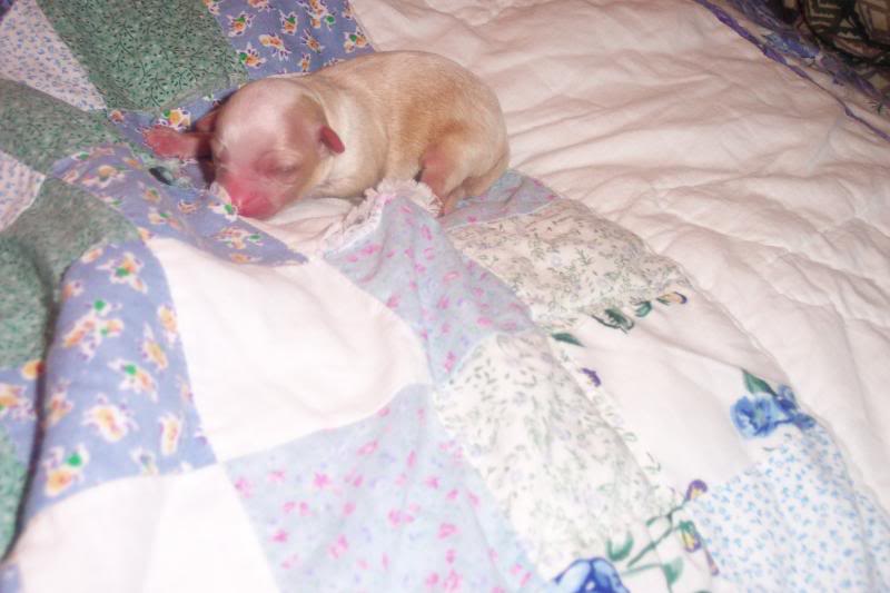 Lulu - 5th day of birth