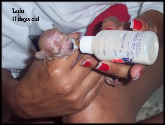 Lulu drinking puppy formula.