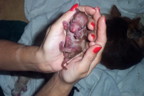 Lulubelle Chihuahua - First Picture at Birth