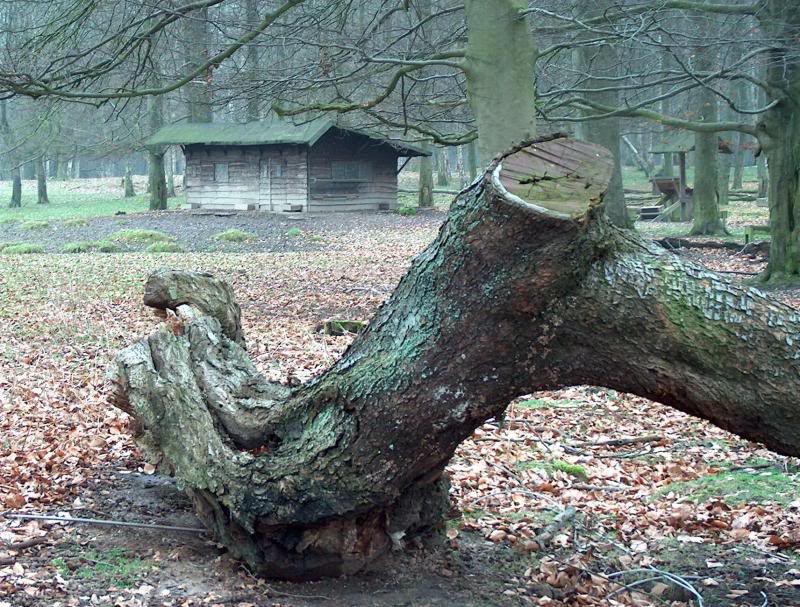 Le tronc et la cabane
