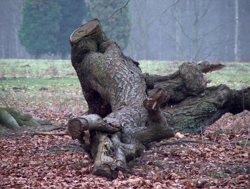 Un autre angle du tronc