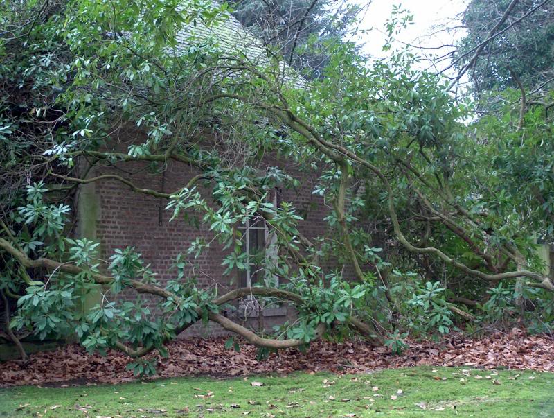 Une plante du domaine d'Argenteuil