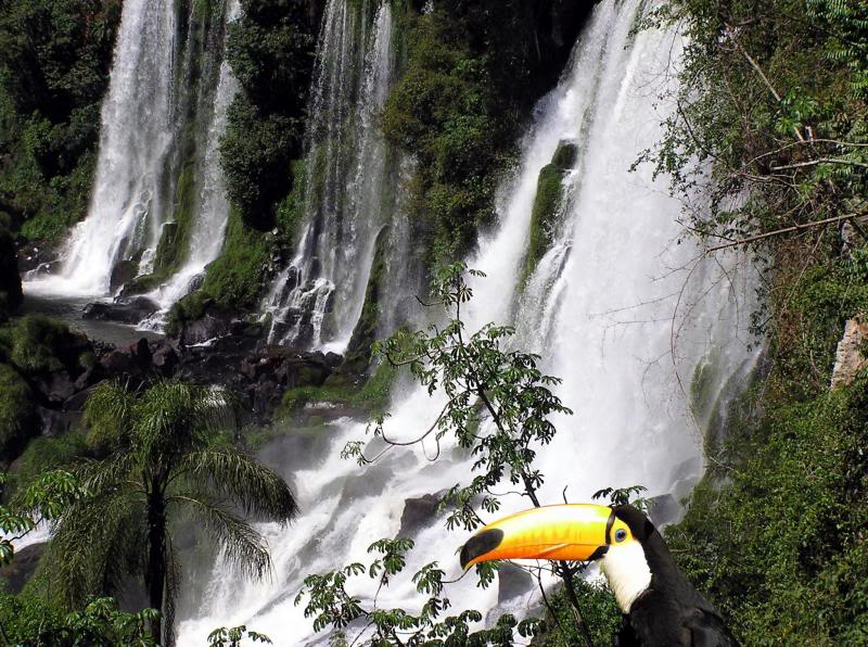 Toucan with waterfall