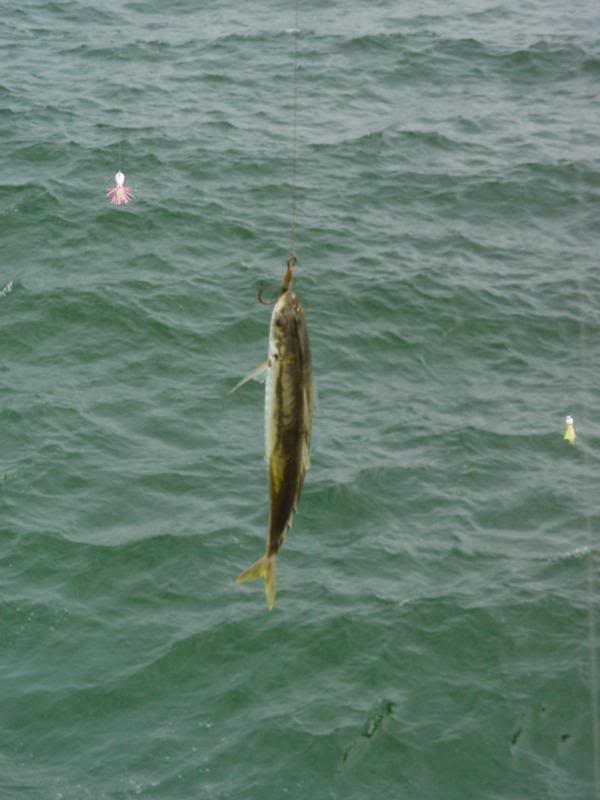 Cigar Minnow and a Pompano Jig