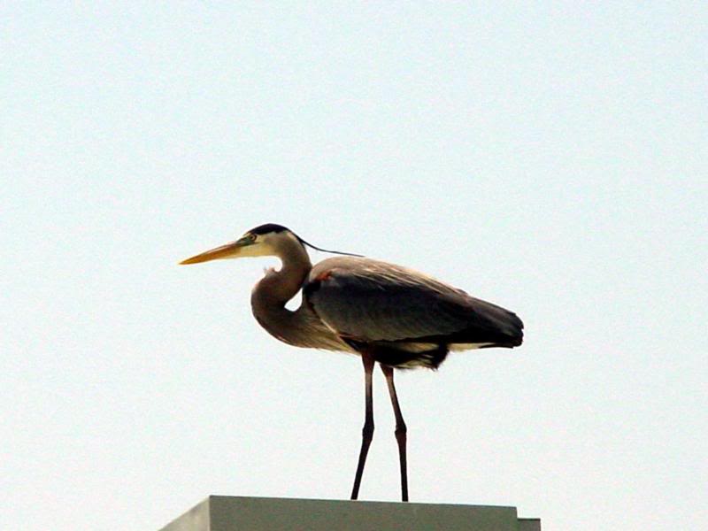 Heron