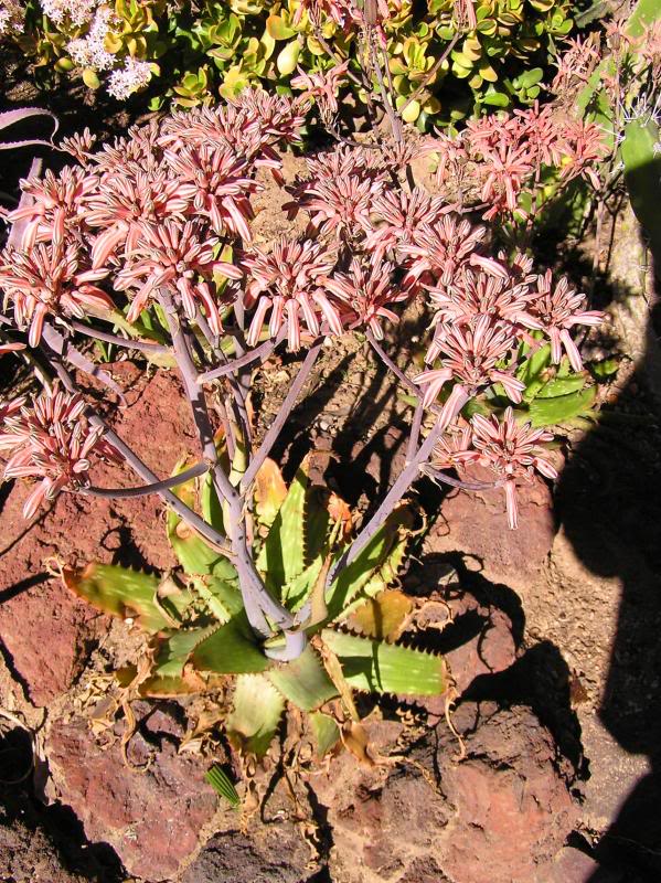 Aloe petrophilla