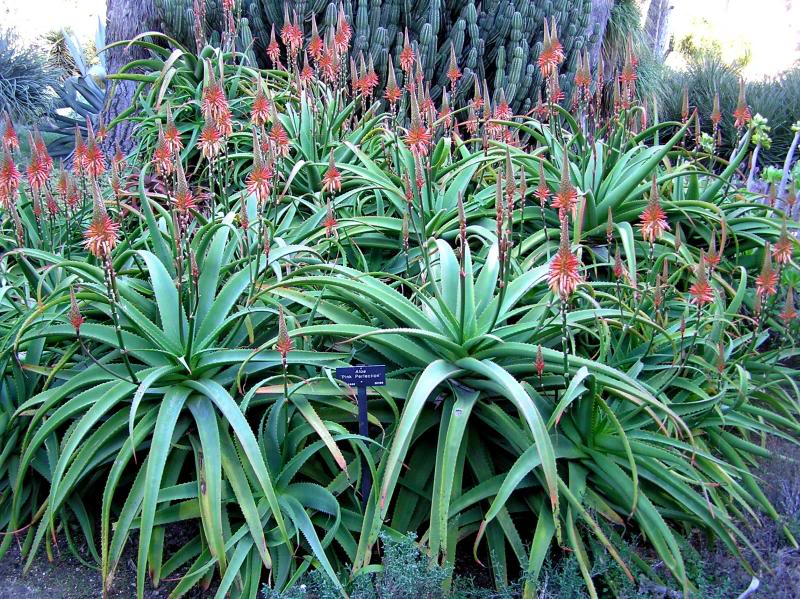 Aloe pink perfection