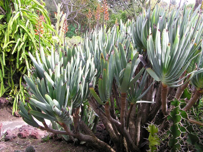 Aloe plicatilis