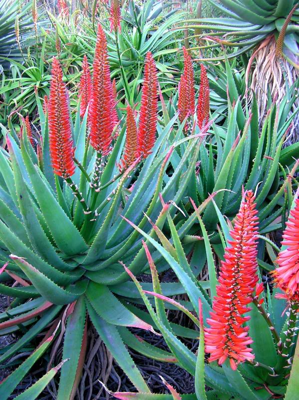 Aloe pluridens X