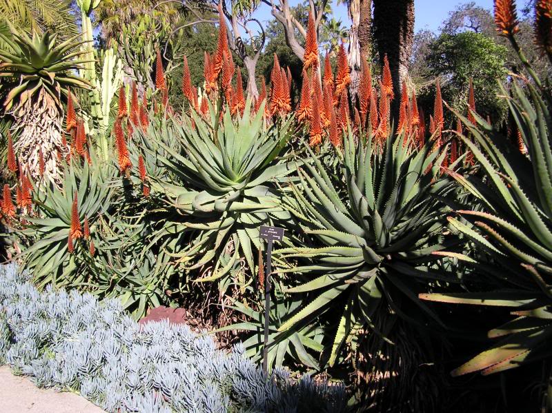 Aloe principis