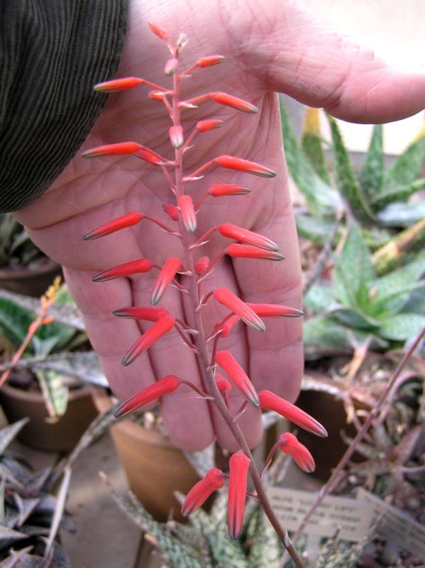 Aloe rauhii flower