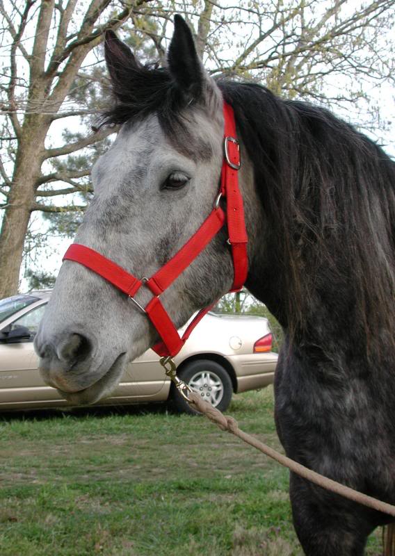 Tank - 13 Yr. Old Percheron Mare