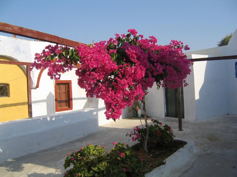 Cour int�rieure d'un r�sident de Santorini