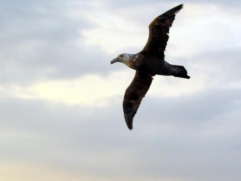 Giant Petrel