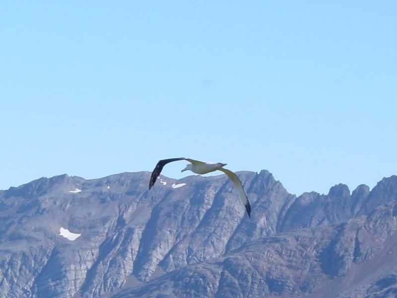 Wandering Albatross
