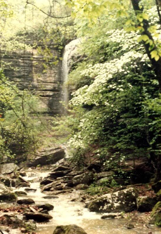 Dogwood and Waterfall