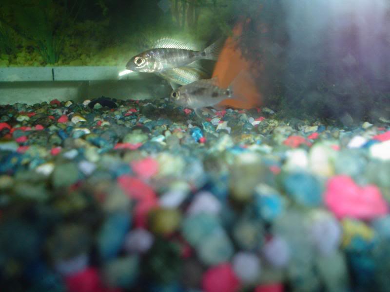 Baby Electric Blue Ahli