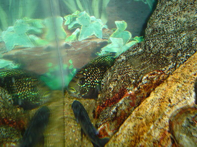 Jack Dempsey looking at Dolphin