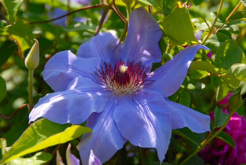 Blue Clematis