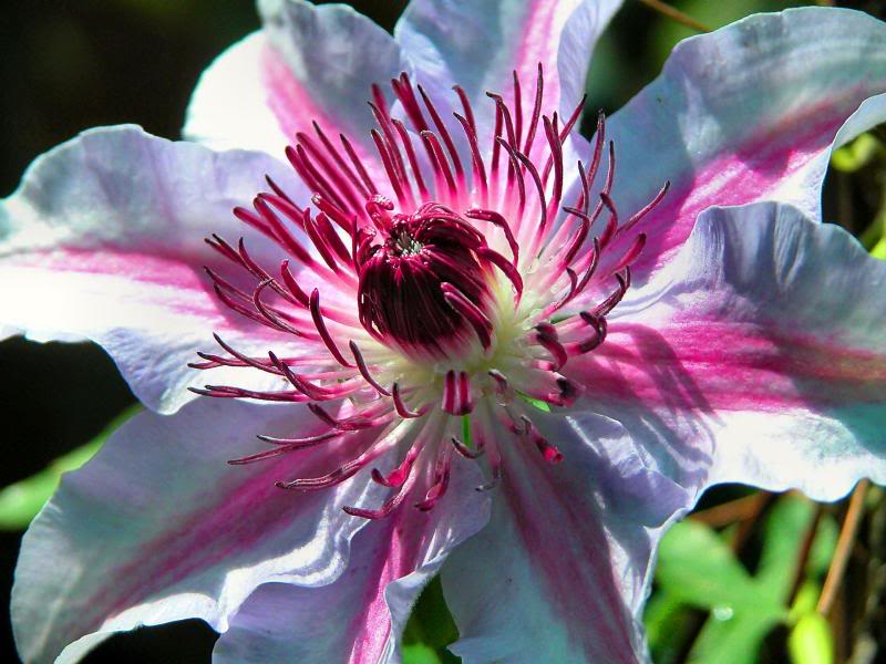 Clematis