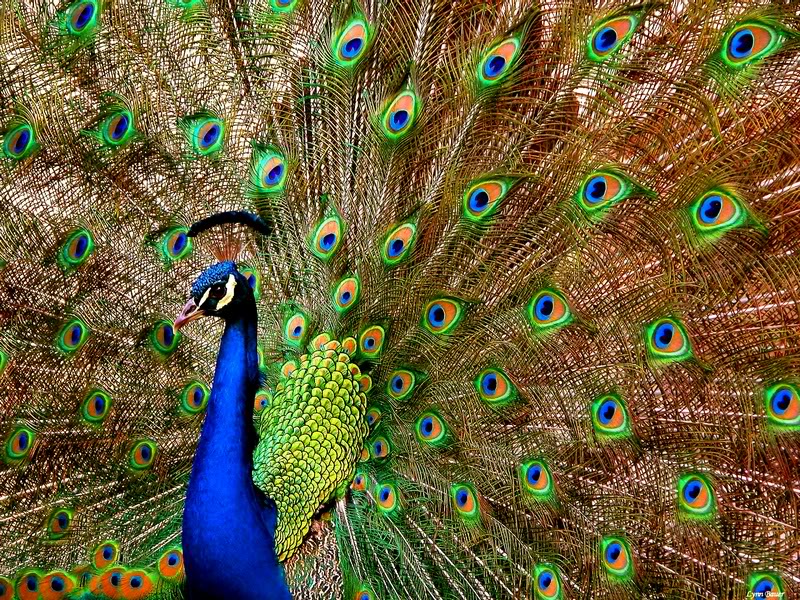 Peacock Splendor