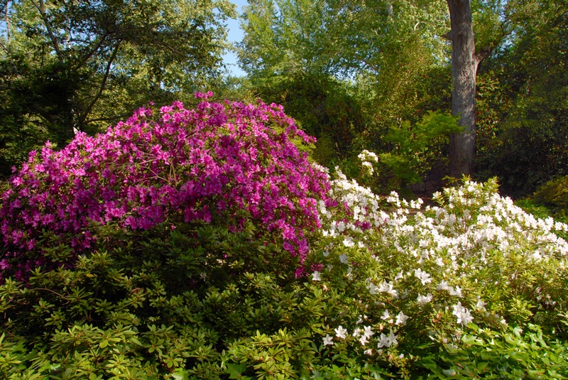 Pink and White Azaleas