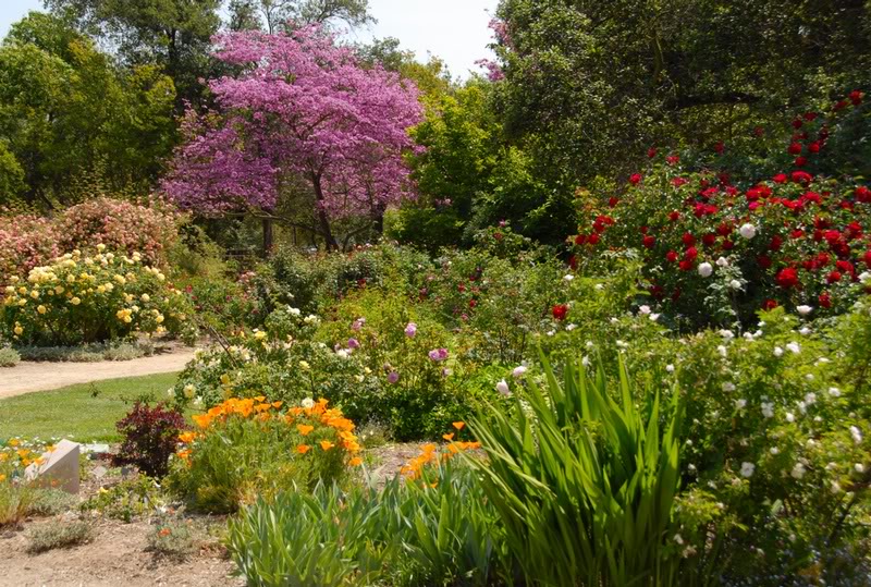 Variety in the Rose Gardens