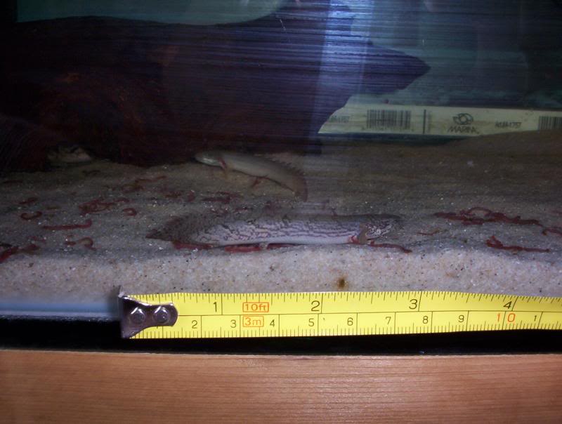 delhazi and senagalus