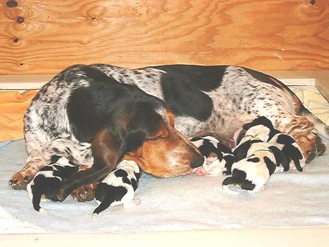 Mama Basset and Pups