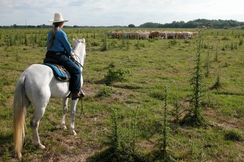 As dog owners watch from the distance
