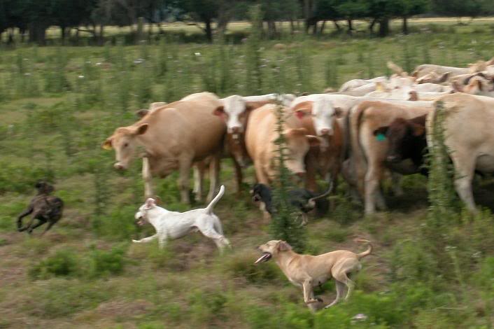 Dogs instinctively bunch cows together tightly