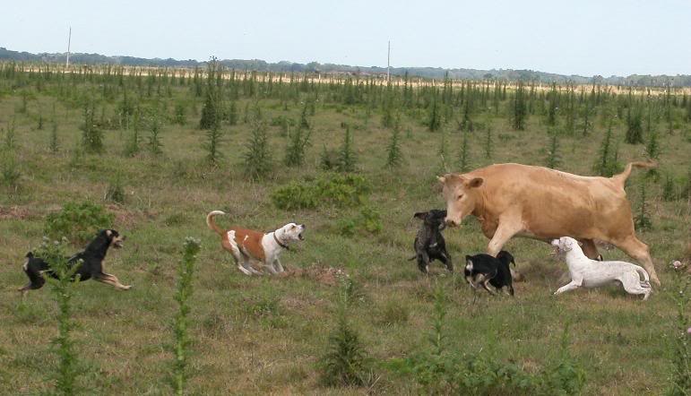 Dogs instinctively run down cows that leave the herd